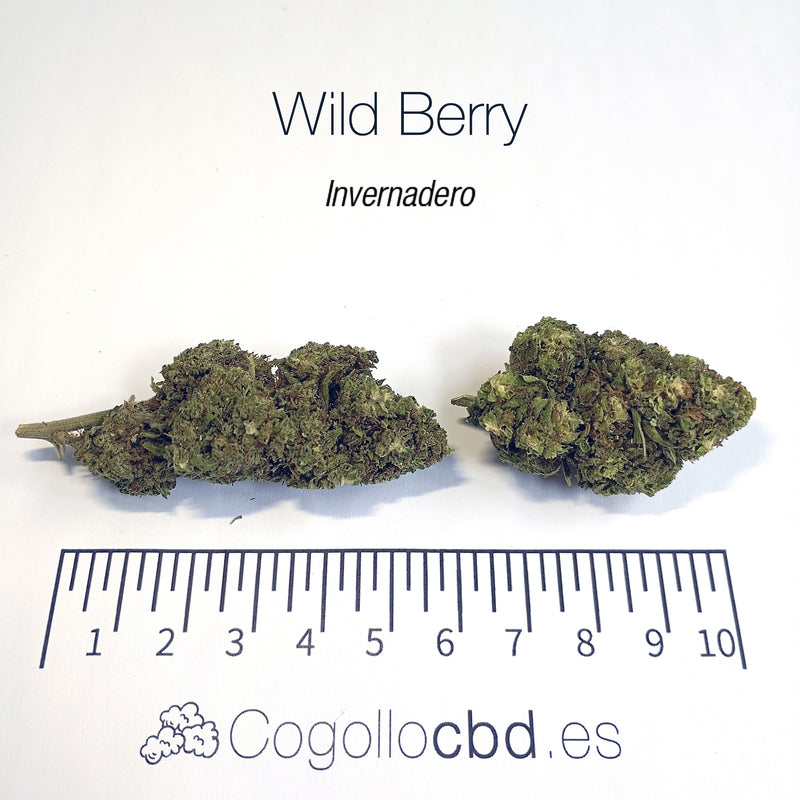 WILD BERRY 7.25% CBD - Invernadero