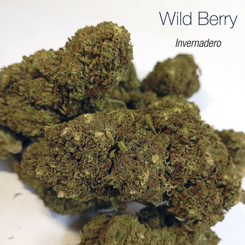 WILD BERRY 7.25% CBD - Invernadero