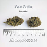 GLUE GORILLA 5.19% CBD - Invernadero