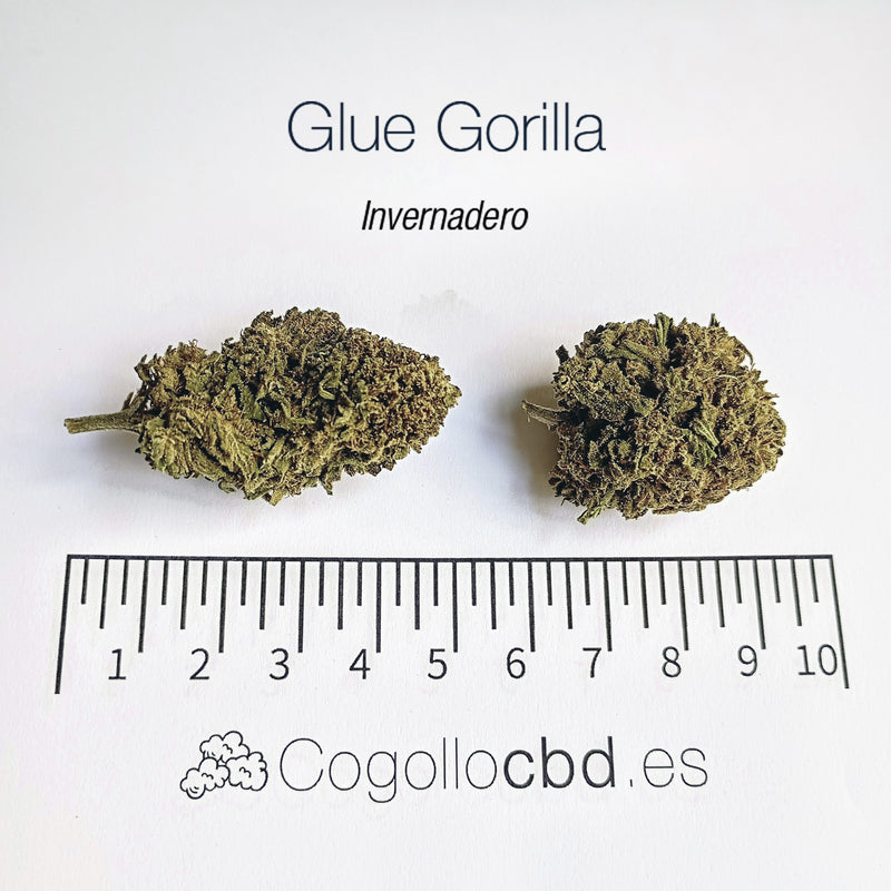 GLUE GORILLA 5.19% CBD - Invernadero