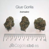 GLUE GORILLA 5.19% CBD - Invernadero