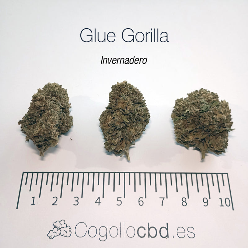 GLUE GORILLA 5.19% CBD - Invernadero
