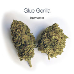 GLUE GORILLA 5.19% CBD - Invernadero