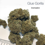 GLUE GORILLA 5.19% CBD - Invernadero