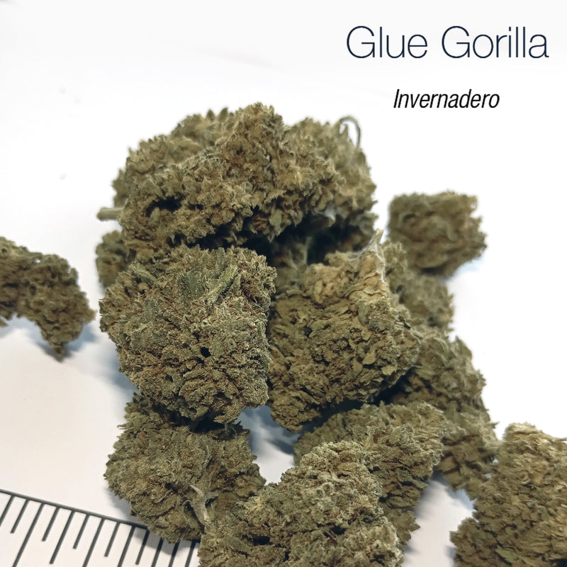 GLUE GORILLA 5.19% CBD - Invernadero