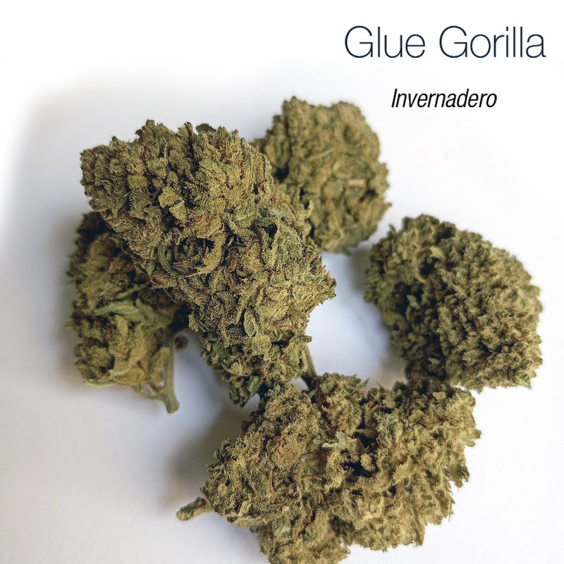 GLUE GORILLA 5.19% CBD - Invernadero
