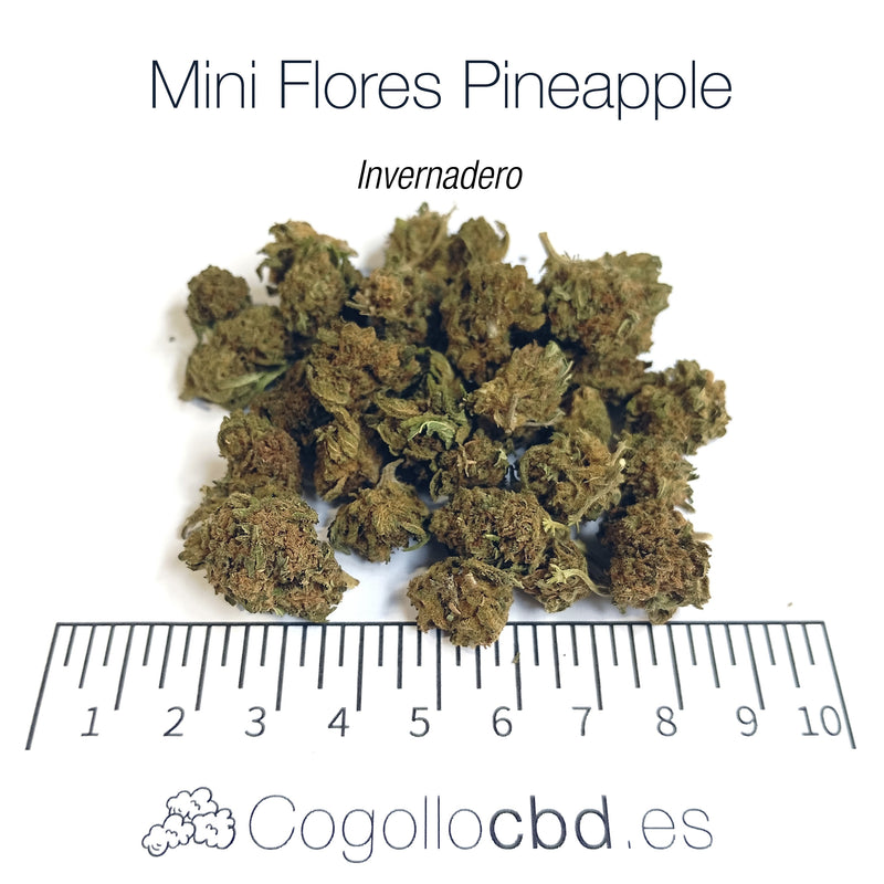 Mini Flores PINEAPPLE 5.8% CBD - Invernadero