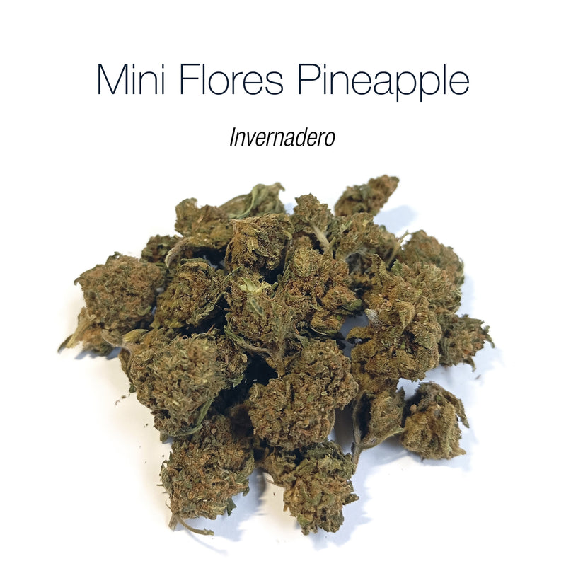 Mini Flores PINEAPPLE 5.8% CBD - Invernadero