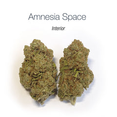 AMNESIA SPACE - Interior