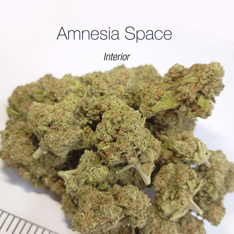 AMNESIA SPACE - Interior