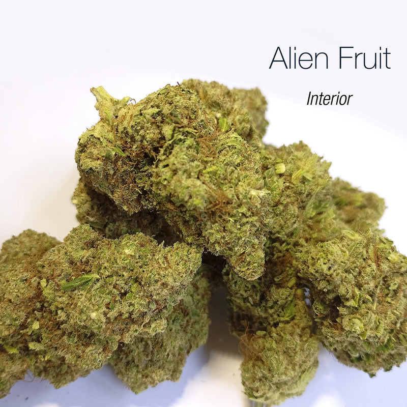 ALIEN FRUIT 9.07% CBD - Interior