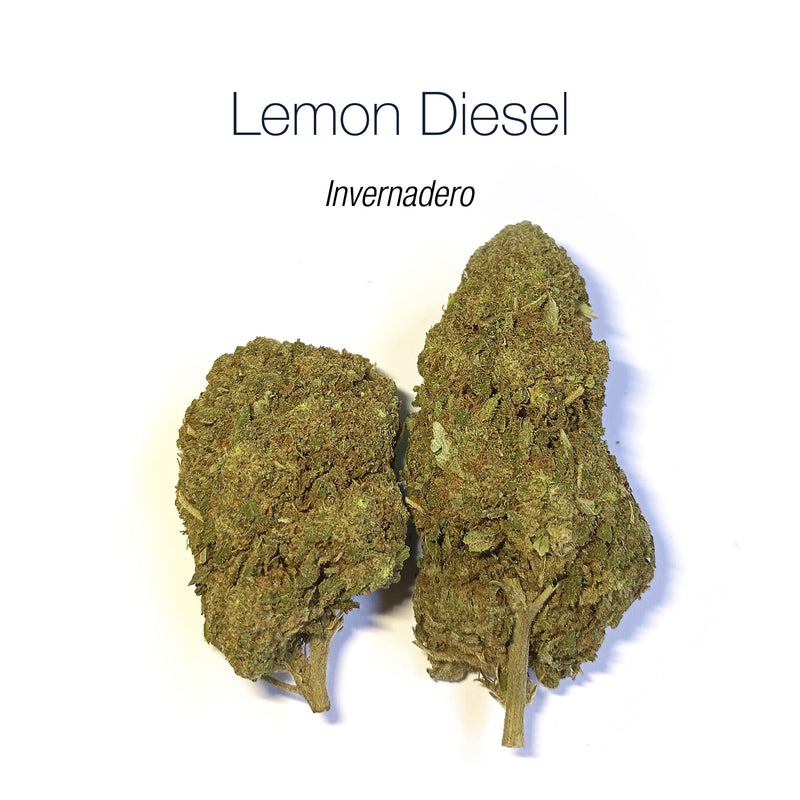 LEMON DIESEL - Invernadero