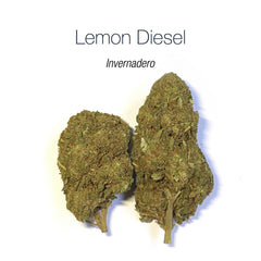 LEMON DIESEL - Invernadero