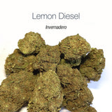 LEMON DIESEL - Invernadero