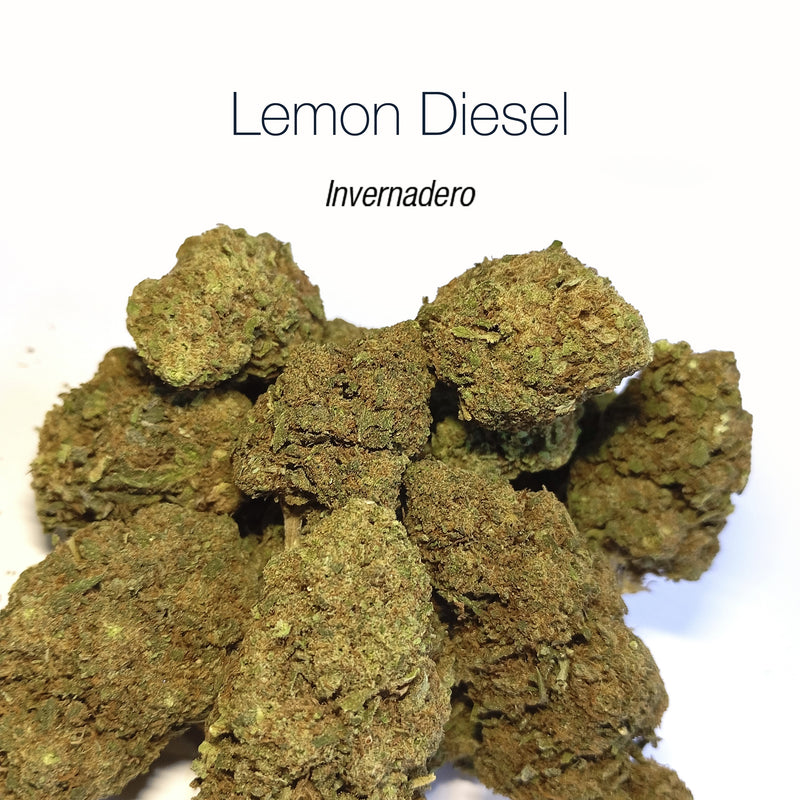 LEMON DIESEL - Invernadero
