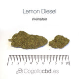 LEMON DIESEL - Invernadero