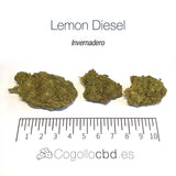 LEMON DIESEL - Invernadero