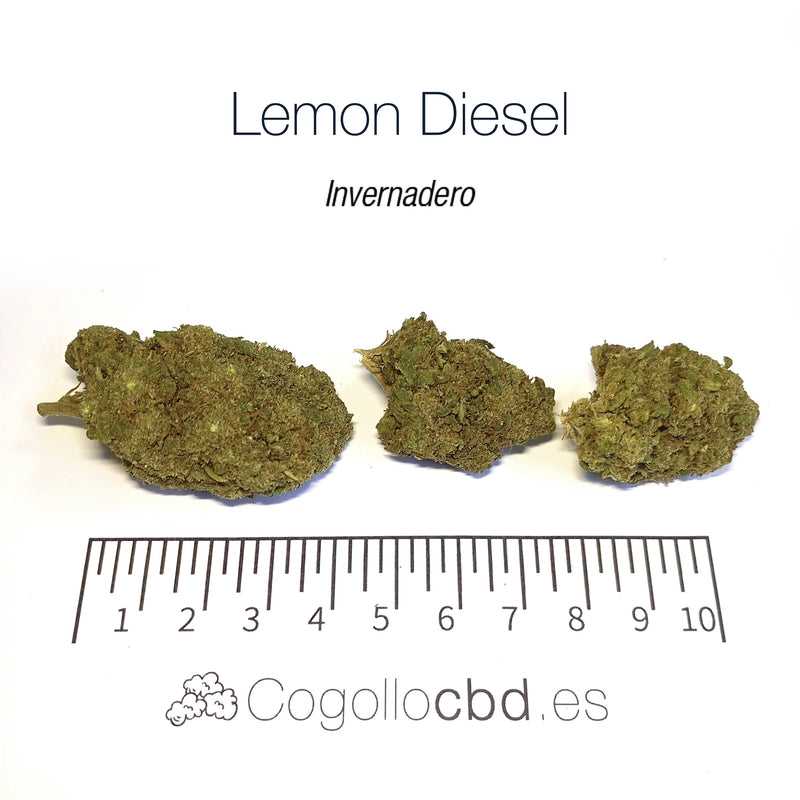 LEMON DIESEL - Invernadero