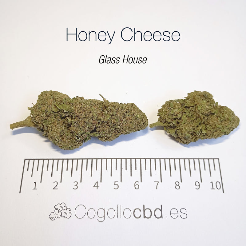 HONEY CHEESE 8.4% CBD - Glass House