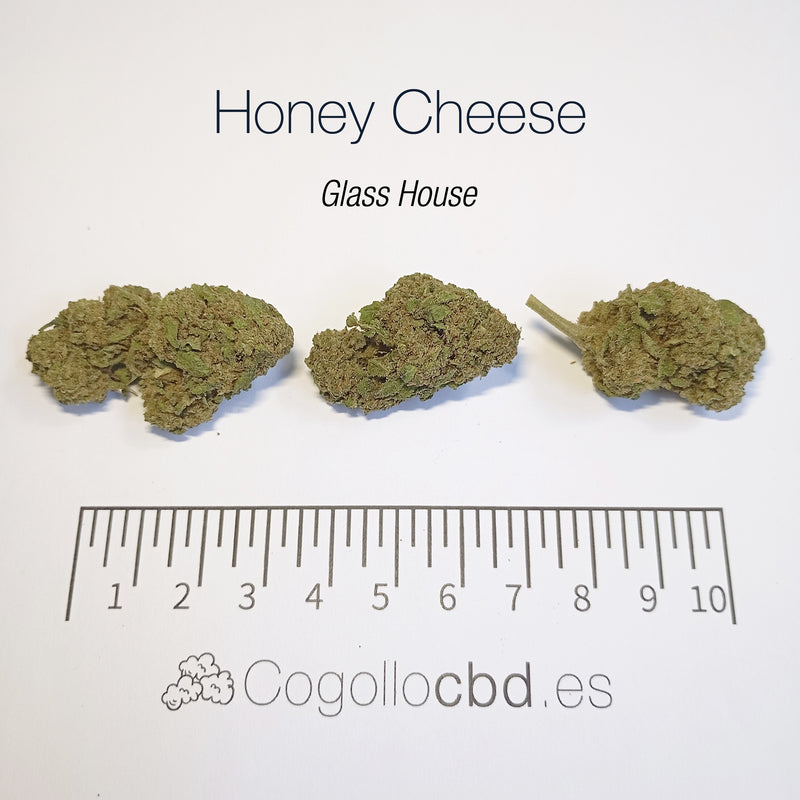 HONEY CHEESE 8.4% CBD - Glass House