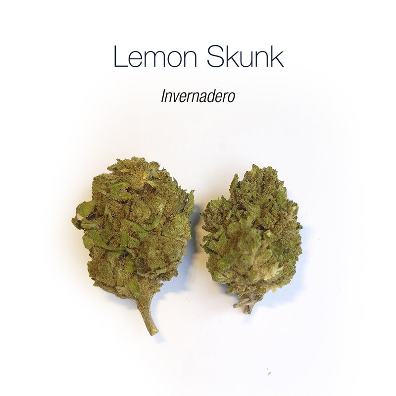 LEMON SKUNK - Invernadero