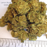 LEMON SKUNK - Invernadero
