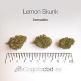 LEMON SKUNK - Invernadero