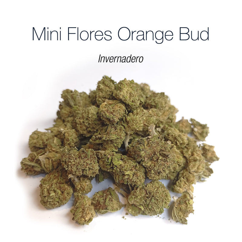 Mini Flores ORANGE BUD - Invernadero
