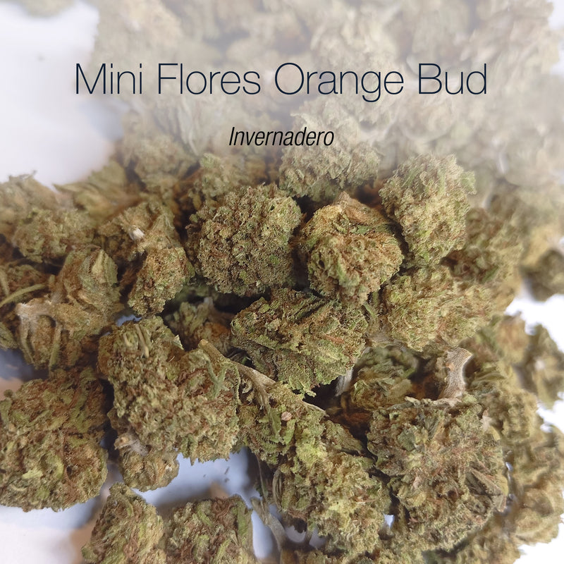 Mini Flores ORANGE BUD - Invernadero