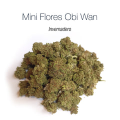 Mini Flores OBI WAN- cogollo CBD