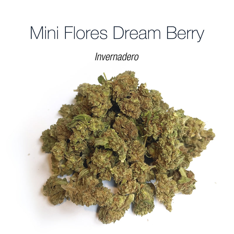 Mini Flores DREAM BERRY - Invernadero