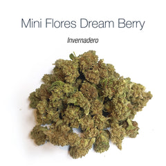 Mini Flores DREAM BERRY - Invernadero