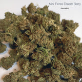 Mini Flores DREAM BERRY - Invernadero