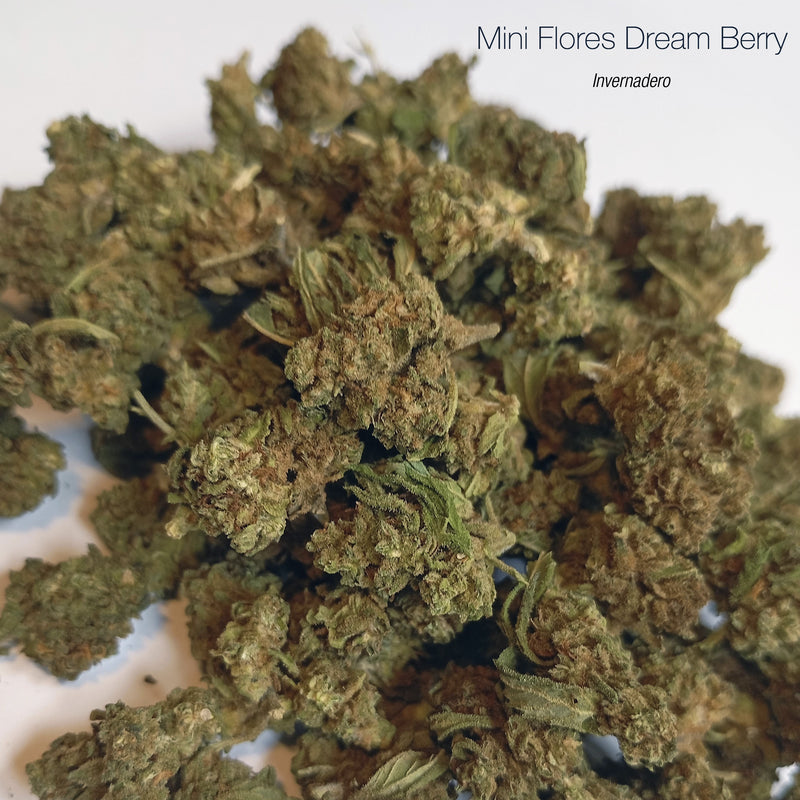 Mini Flores DREAM BERRY - Invernadero