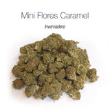 Mini Flores CARAMEL - Invernadero