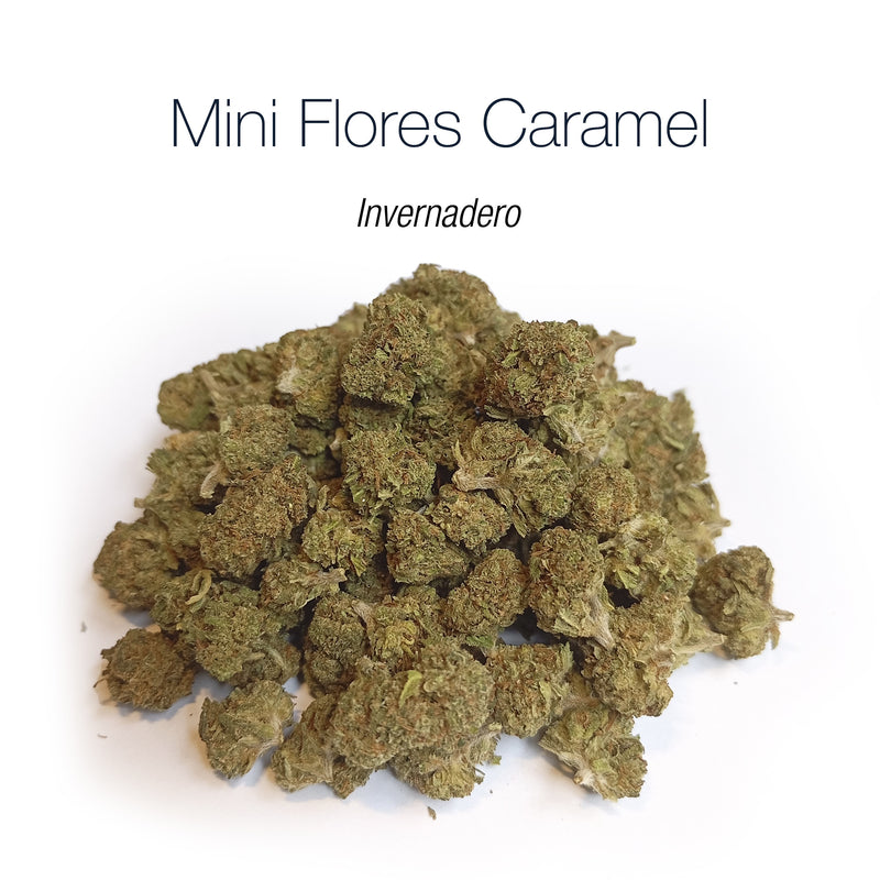Mini Flores CARAMEL - Invernadero