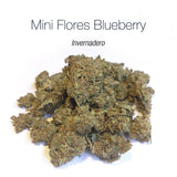 Mini Flores BLUEBERRY - Invernadero