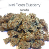 Mini Flores BLUEBERRY - Invernadero