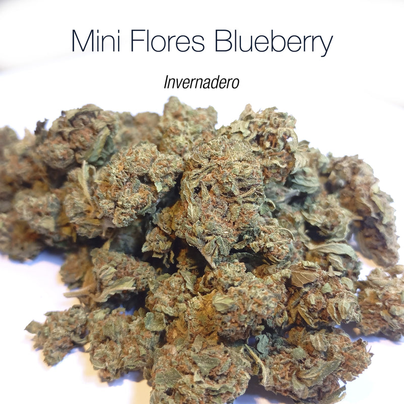 Mini Flores BLUEBERRY - Invernadero