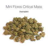 Mini Flores CRITICAL MASS - Invernadero