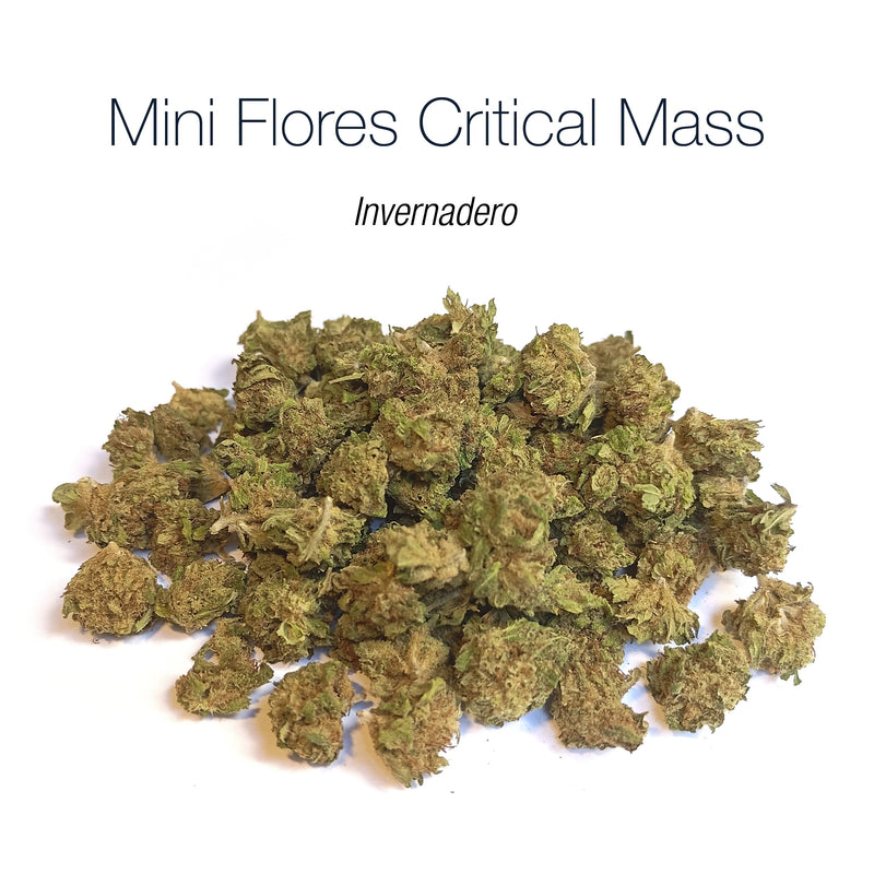 Mini Flores CRITICAL MASS - Invernadero