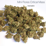 Mini Flores CRITICAL MASS - Invernadero