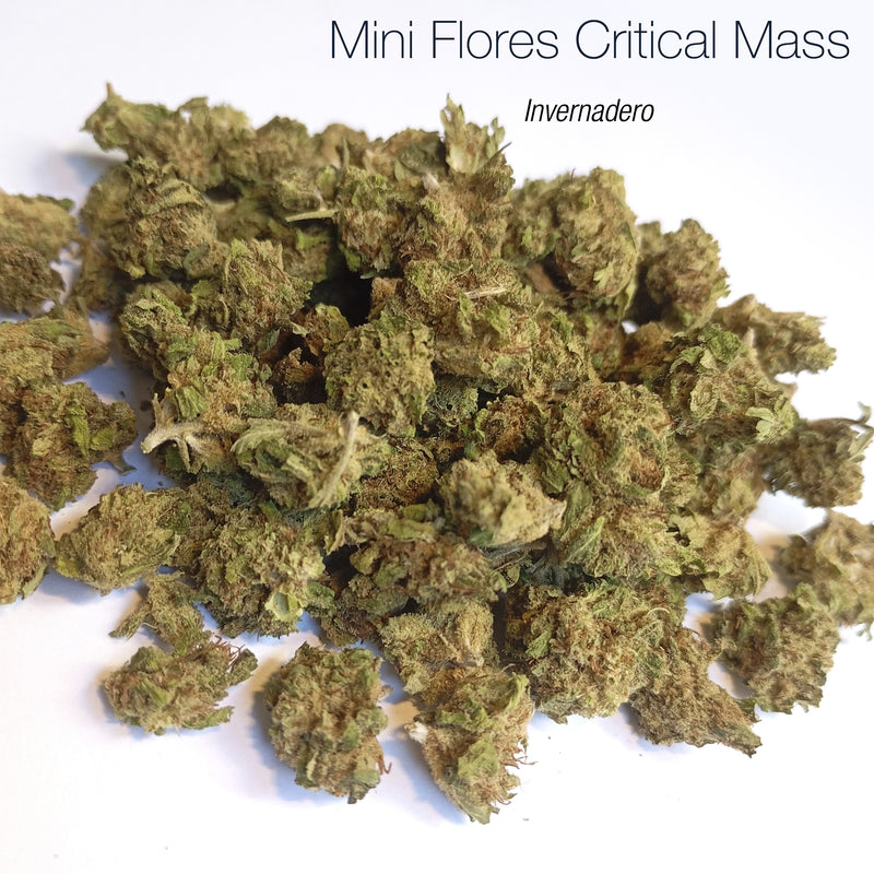Mini Flores CRITICAL MASS - Invernadero