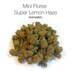 Mini Flores LEMON HAZE 5.41% CBD - Invernadero