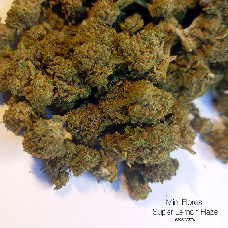 Mini Flores LEMON HAZE 5.41% CBD - Invernadero