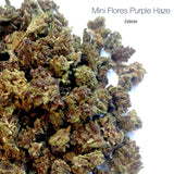 Mini Flores PURPLE HAZE - Exterior