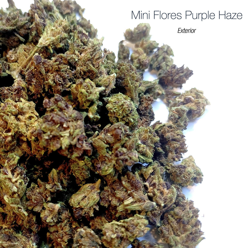 Mini Flores PURPLE HAZE - Exterior