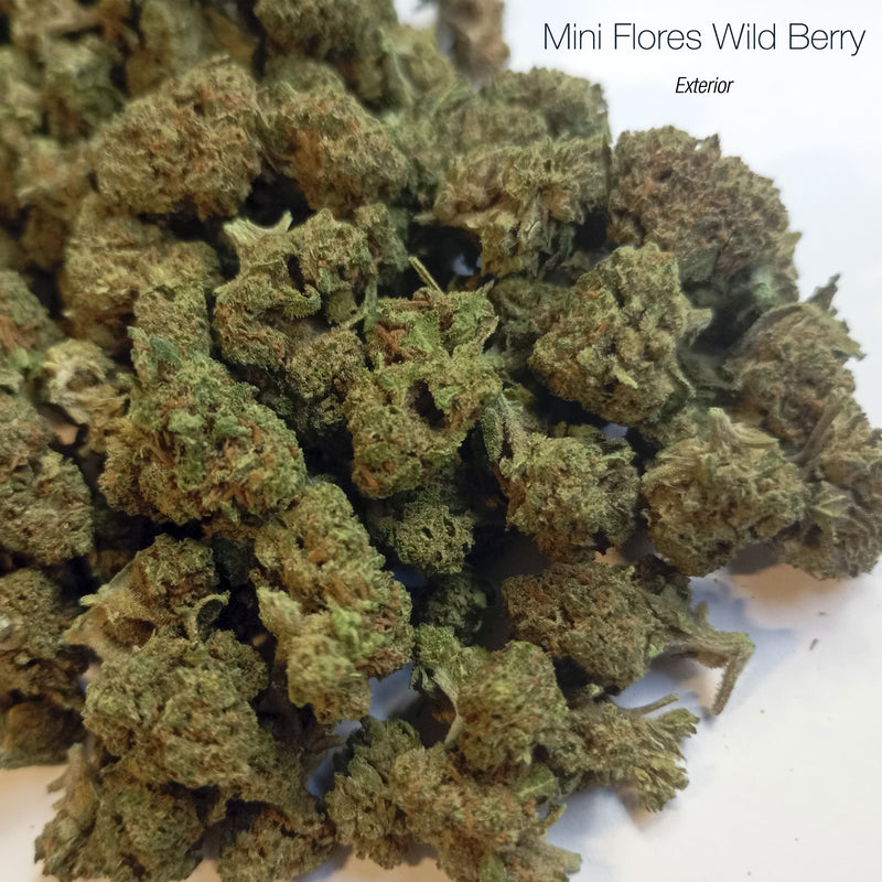 Mini Flores WILD BERRY - Exterior