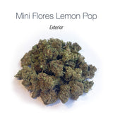 Mini Flores LEMON POP - Exterior