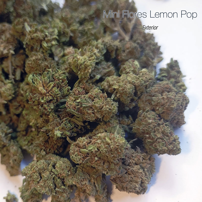 Mini Flores LEMON POP - Exterior